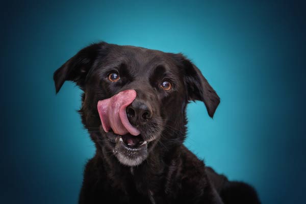 Moments By T: Franklin's Elite Pet Photography