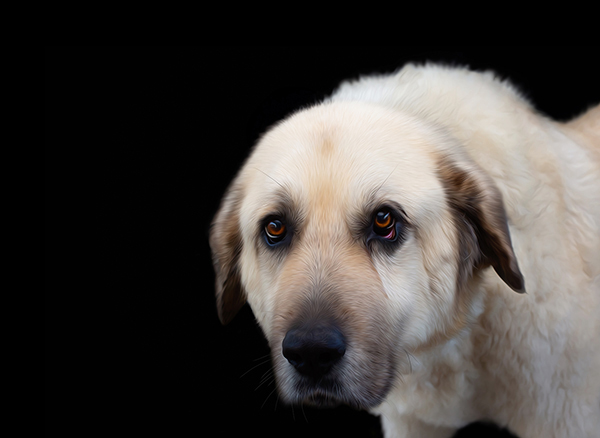 Dog Headshots in Franklin TN