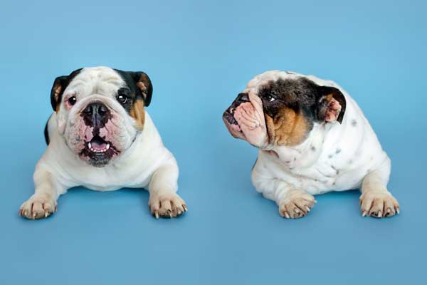 Alice and Zoe the English Bulldogs in Franklin TN