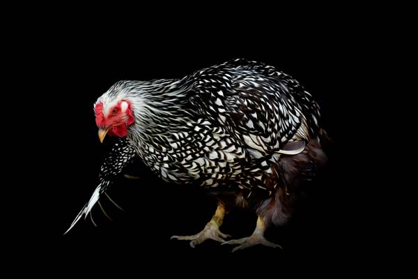 Aubrey the Silver Laced Wyandotte Hen