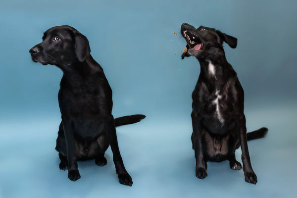 Wacky Furr Babies: Moments By T - Franklin's Leading Pet Photography Service