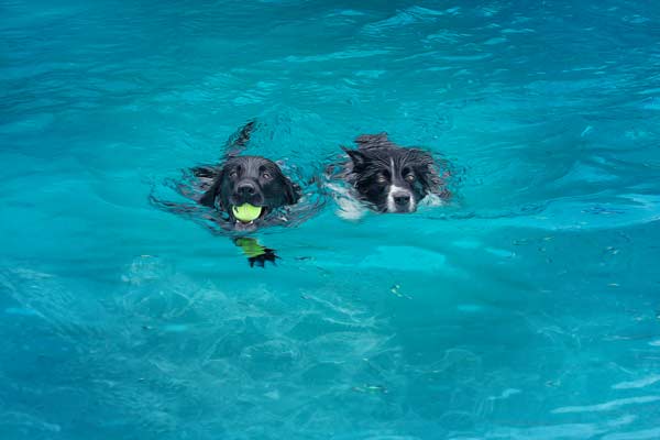 Preserve the essence of your furry friend with professional photos