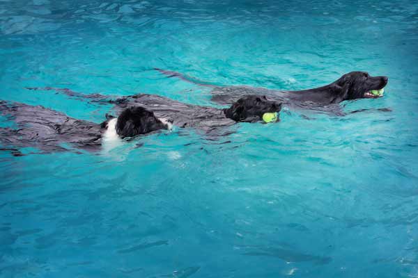 Capture your fur babies living their best lives: Doggy pool party in Franklin TN