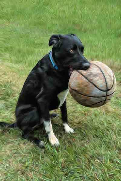 The simple Joys of Life: Pet Photography in Franklin TN