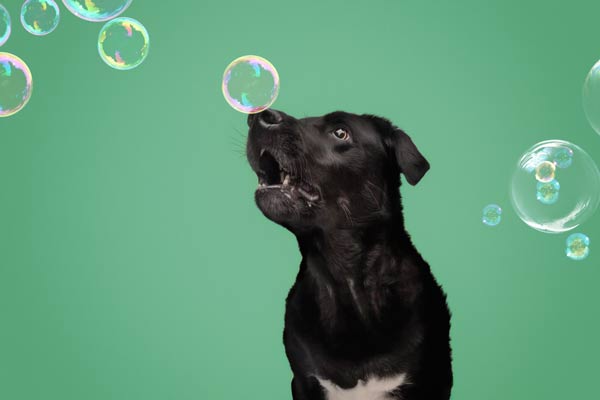 Pooches and Bubbles: Moments By T Pet Photography: Franklin TN