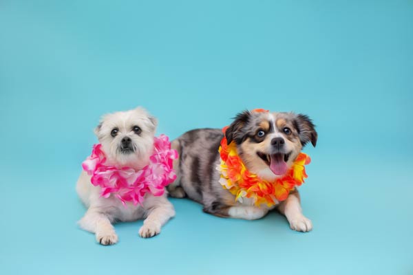 Hawaiian Beach Vibes: Pet Photography: Franklin TN