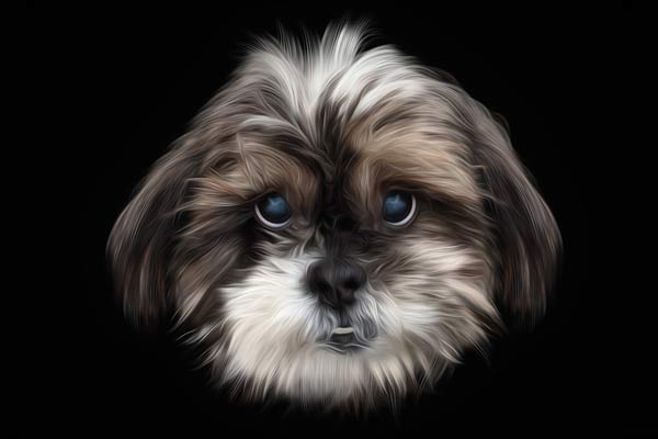 Shi-Tzu Headshots in Franklin TN