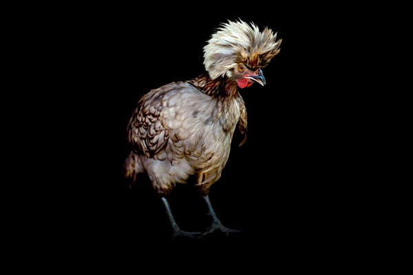 Carol Baskin the White Crested Blue Polish Hen