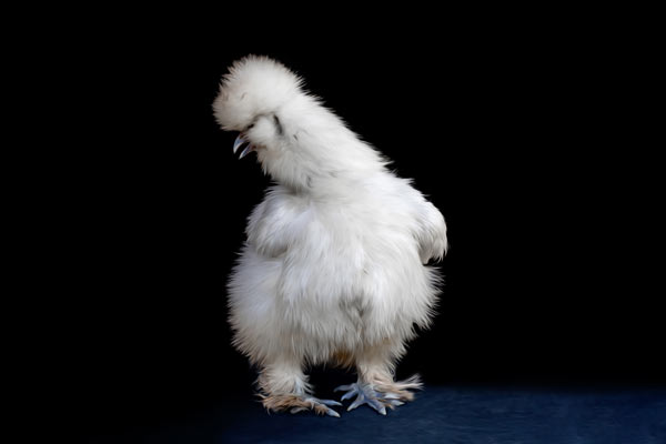 Cotton the Silken Hen in Franklin TN