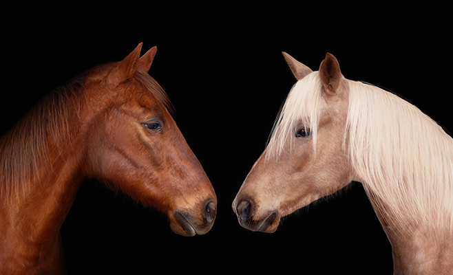 Trotting Through Franklin with Horse Photography