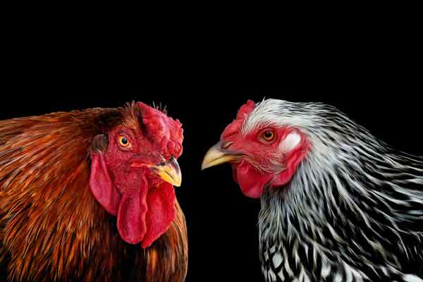 Wyandotte Face-off: Rooster vs Hen