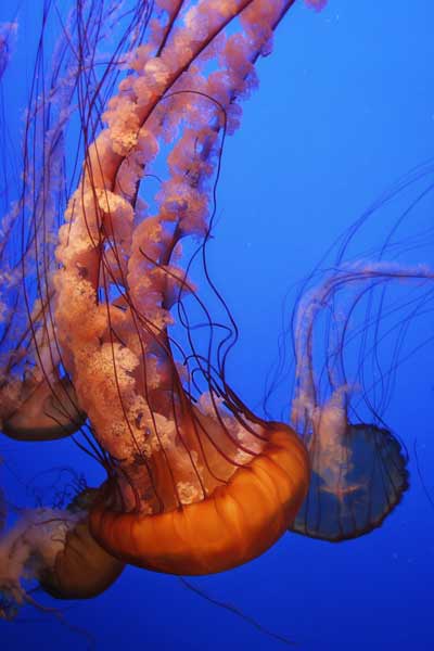 Exploring Nature with Marine Photography