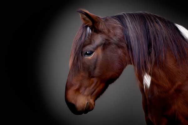 Horse Photographer in Franklin TN