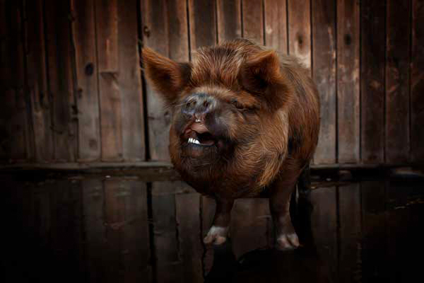 Midge the KuneKune Pig in Franklin TN