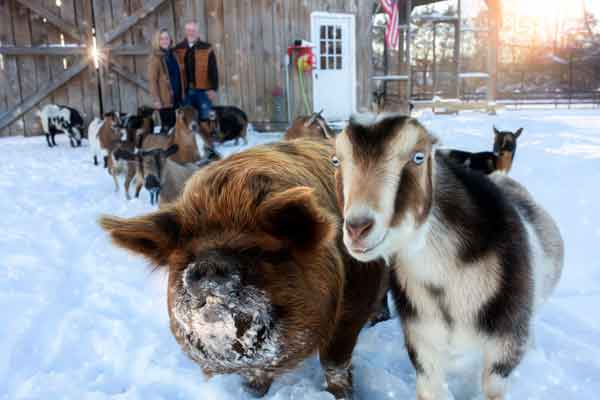 Furry Friends Frolicking: A Day in Franklin, TN