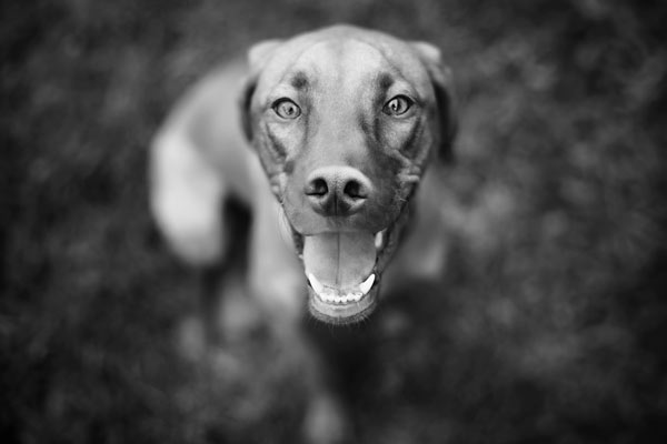 Dogs love: Pet Photography in Franklin TN