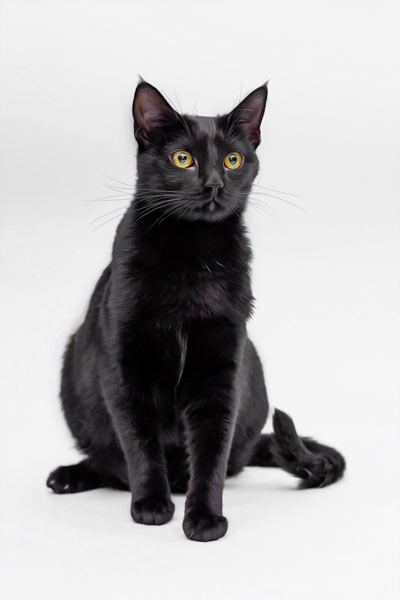 Black as Night: Cat and pet Photography in Franklin TN