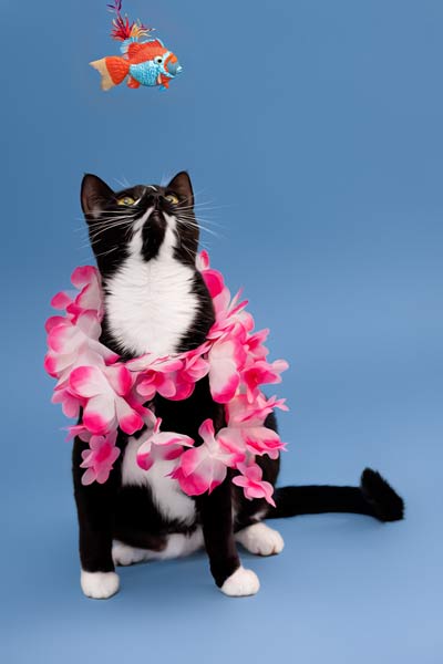 Aloha Nashville: Cat Going Fishing: Pet Photography in Franklin TN