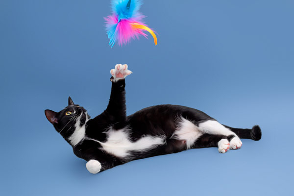 Cat Photography Studio in Franklin TN: Playing with toys