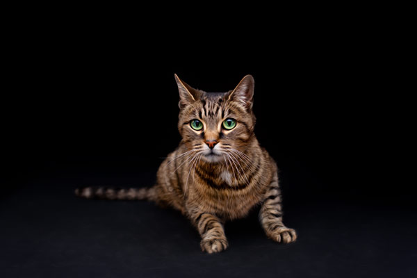 Tabby Cat Photography in Franklin TN