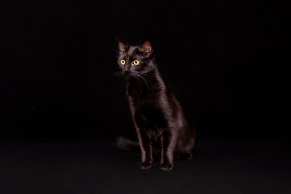 Cat Photography Studio: Moments By T Pet Photography in Franklin TN