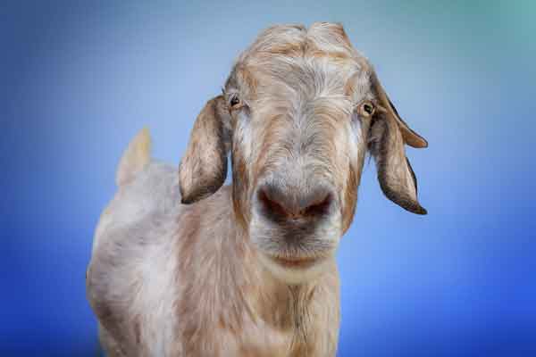 Socks the Kiko-Boer Goat