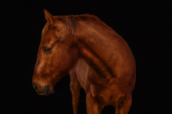 Franklin's Beloved Pets: Franklin's Horse Photography